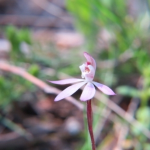 Caladenia carnea at Nicholls, ACT - suppressed