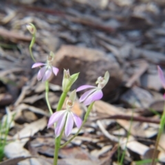 Caladenia carnea at Nicholls, ACT - suppressed