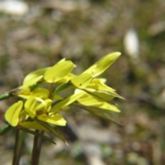 Diuris chryseopsis (Golden Moth) at Nicholls, ACT - 1 Oct 2016 by gavinlongmuir