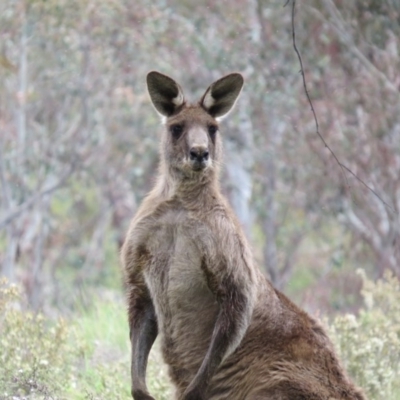 Macropus giganteus (Eastern Grey Kangaroo) at Percival Hill - 29 Oct 2016 by gavinlongmuir