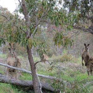 Macropus giganteus at Nicholls, ACT - 29 Oct 2016 01:49 PM