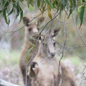 Macropus giganteus at Nicholls, ACT - 29 Oct 2016