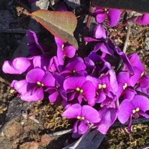 Hardenbergia violacea at Nicholls, ACT - 4 Sep 2016