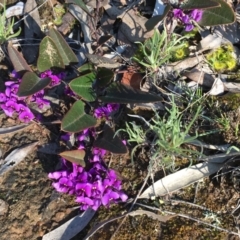 Hardenbergia violacea at Nicholls, ACT - 4 Sep 2016 03:40 PM