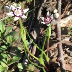 Wurmbea dioica subsp. dioica (Early Nancy) at Nicholls, ACT - 4 Sep 2016 by gavinlongmuir