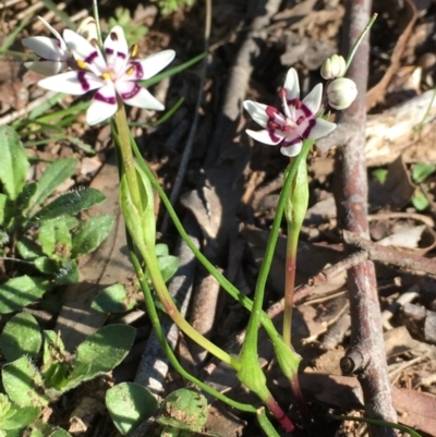 Wurmbea dioica subsp. dioica (Early Nancy) at Percival Hill - 4 Sep 2016 by gavinlongmuir