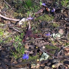 Cyanicula caerulea (Blue Fingers, Blue Fairies) at Percival Hill - 4 Sep 2016 by gavinlongmuir