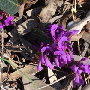 Hardenbergia violacea at Nicholls, ACT - 4 Sep 2016 03:29 PM