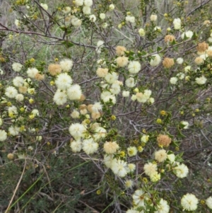 Acacia gunnii at Nicholls, ACT - 28 Aug 2016