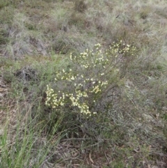 Acacia gunnii at Nicholls, ACT - 28 Aug 2016