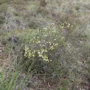 Acacia gunnii at Nicholls, ACT - 28 Aug 2016