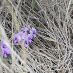 Hovea heterophylla (Common Hovea) at Percival Hill - 28 Aug 2016 by gavinlongmuir