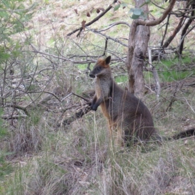 Wallabia bicolor (Swamp Wallaby) at Nicholls, ACT - 28 Aug 2016 by gavinlongmuir