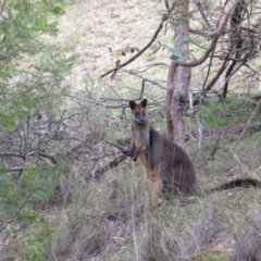 Wallabia bicolor at Nicholls, ACT - 28 Aug 2016