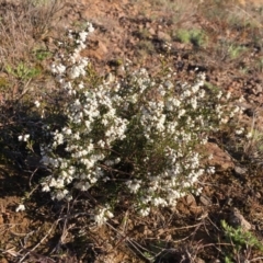 Cryptandra amara at Nicholls, ACT - 14 Aug 2016 04:14 PM