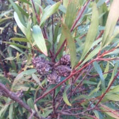 Hakea salicifolia (Willow-leaved Hakea) at Nicholls, ACT - 11 Jun 2016 by gavinlongmuir