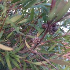 Hakea salicifolia at Nicholls, ACT - 11 Jun 2016