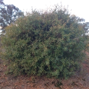 Hakea salicifolia at Nicholls, ACT - 11 Jun 2016