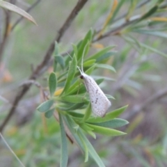 Asmicridea edwardsii (Shannon Moth) at Bonython, ACT - 12 Nov 2016 by michaelb