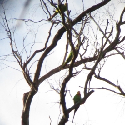 Polytelis swainsonii (Superb Parrot) at Hawker, ACT - 13 Nov 2016 by NathanaelC