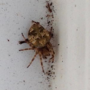 Araneidae (family) at Barragga Bay, NSW - 11 Nov 2016