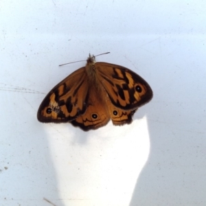 Heteronympha merope at Barragga Bay, NSW - 11 Nov 2016