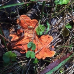 Trametes coccinea (Scarlet Bracket) at Four Winds - 10 Nov 2016 by Bournda2