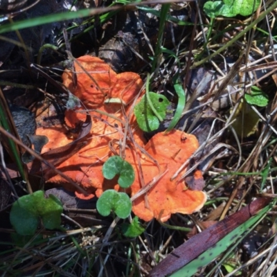 Trametes coccinea (Scarlet Bracket) at Four Winds - 11 Nov 2016 by Bournda2