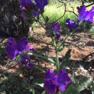 Echium plantagineum at Watson, ACT - 6 Nov 2016 04:39 PM