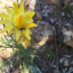 Xerochrysum viscosum (Sticky Everlasting) at Mount Majura - 6 Nov 2016 by lexihoward