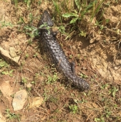 Tiliqua rugosa (Shingleback Lizard) at Majura, ACT - 13 Nov 2016 by lexihoward