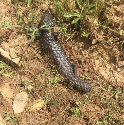 Tiliqua rugosa (Shingleback Lizard) at Majura, ACT - 13 Nov 2016 by lexihoward