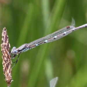 Austrolestes leda at Ngunnawal, ACT - 13 Nov 2016 12:19 PM