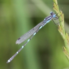 Austrolestes leda (Wandering Ringtail) at Ngunnawal, ACT - 13 Nov 2016 by HarveyPerkins