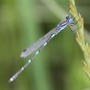 Austrolestes leda at Ngunnawal, ACT - 13 Nov 2016 12:35 PM