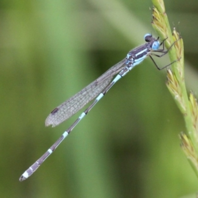 Austrolestes leda (Wandering Ringtail) at Ngunnawal, ACT - 13 Nov 2016 by HarveyPerkins