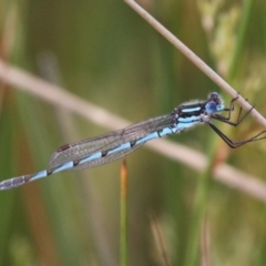 Austrolestes annulosus (Blue Ringtail) at Ngunnawal, ACT - 13 Nov 2016 by HarveyPerkins