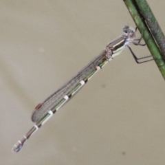 Austrolestes leda (Wandering Ringtail) at Symonston, ACT - 11 Nov 2016 by HarveyPerkins