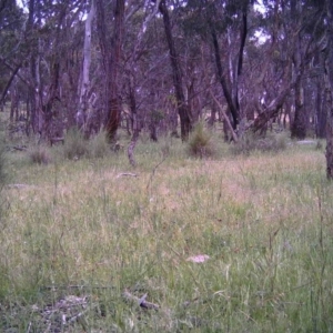 Gymnorhina tibicen at Gungahlin, ACT - 13 Nov 2016