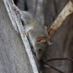 Antechinus agilis (Agile Antechinus) at Cotter River, ACT - 25 Jan 2016 by HarveyPerkins