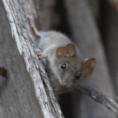 Antechinus agilis at Cotter River, ACT - 25 Jan 2016 04:33 PM