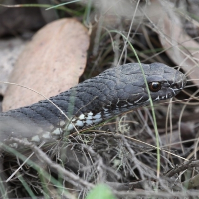 Austrelaps ramsayi (Highlands Copperhead) at Cotter River, ACT - 17 Jan 2016 by HarveyPerkins