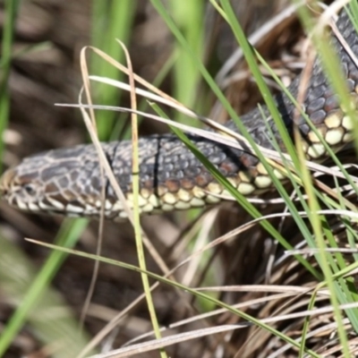 Austrelaps ramsayi (Highlands Copperhead) at Namadgi National Park - 5 Nov 2016 by HarveyPerkins