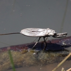 Laccotrephes tristis (Water Scorpion or Toe-biter) at Duffy, ACT - 8 Oct 2016 by HarveyPerkins