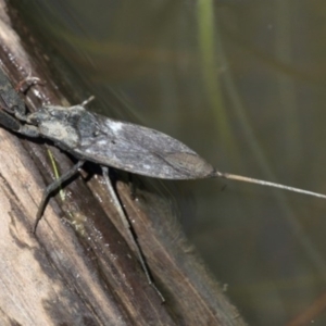 Laccotrephes tristis at Duffy, ACT - 26 Mar 2016