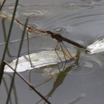 Ranatra sp. (genus) (Water Scorpion or Water Stick Insect) at Duffy, ACT - 8 Oct 2016 by HarveyPerkins