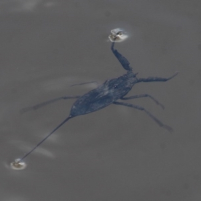 Laccotrephes tristis (Water Scorpion or Toe-biter) at Duffy, ACT - 14 Mar 2016 by HarveyPerkins