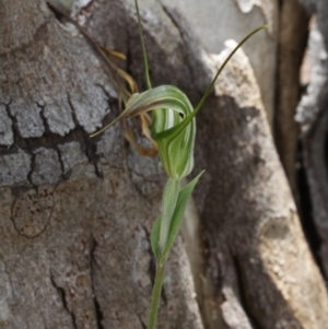 Diplodium decurvum at Cotter River, ACT - suppressed