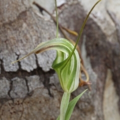 Diplodium decurvum at Cotter River, ACT - 17 Jan 2016