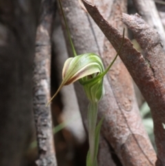 Diplodium decurvum at Cotter River, ACT - suppressed